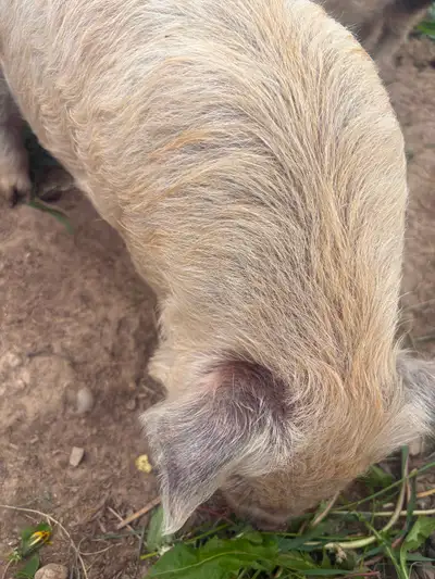 We have Kunekune piglets that were born March 30 and ready to go now! Awesome size Breeding quality...