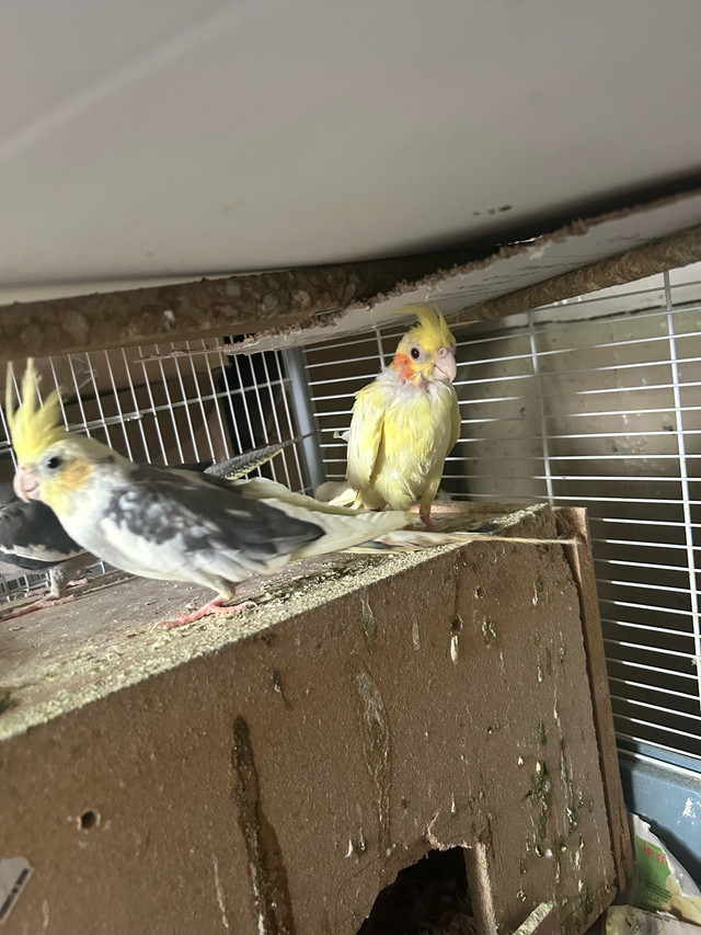 Cockatiel birds for sale dans Oiseaux à adopter  à Laval/Rive Nord - Image 2