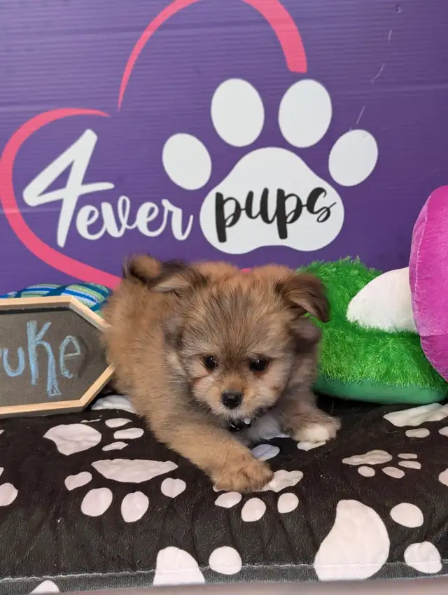 Pomeranian mix shihtzu Pomshis ready July 15 in Dogs & Puppies for Rehoming in City of Toronto - Image 7