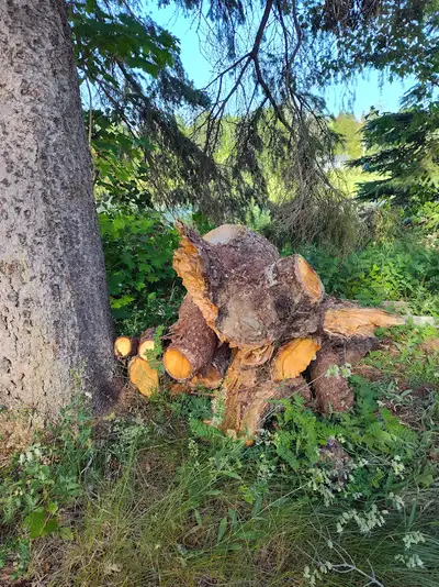 Get ready to cozy up by the fire with this free wood! Easy to pick up.