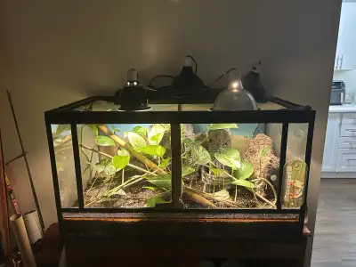 Reptile Tank + Lights + supplies , View more