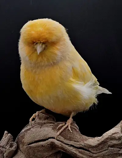 CANARI NORWICH COUPLE DISPONIBLE, View more