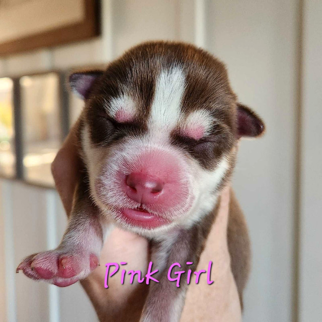Siberian Husky Puppies in Dogs & Puppies for Rehoming in New Glasgow - Image 4