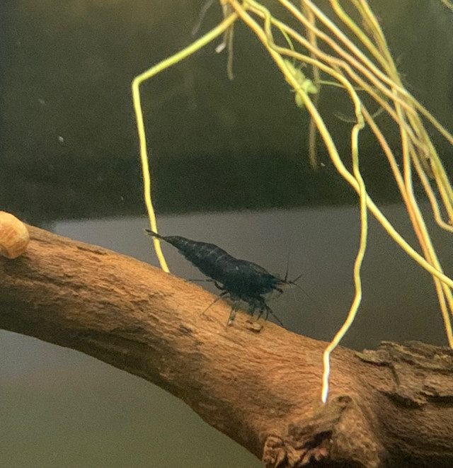 Black Rose Shrimp (HOLD TO REPLENISH COLONY) in Fish for Rehoming in Regina - Image 3