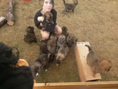 3 male Livestock Guardian Dogs Ovcharka/Great Pyrenees Puppies, View more