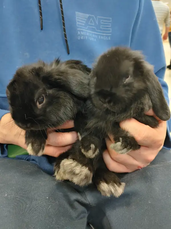 EXTRAORDINARY HOLLAND LOP BABY BUNNY RABBITS in Small Animals for Rehoming in City of Toronto - Image 7