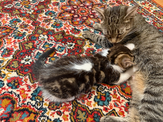 Deux femelles  cherchent une famille aimante ! dans Chats et chatons à adopter  à Longueuil/Rive Sud - Image 4