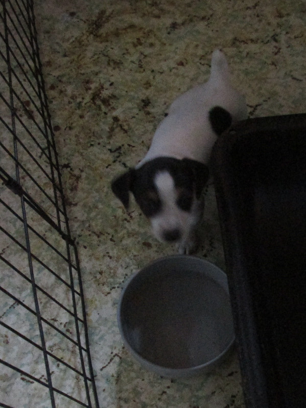 JACK RUSSEL PUPPIES FOR SALE in Dogs & Puppies for Rehoming in London - Image 2