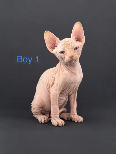 Sphynx Kittens Ready for Rehoming, View more