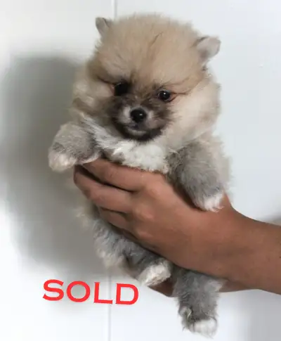 Teddy Pomeranian Puppies – All pups SOLD!, View more