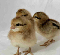 Cream legbar chicks