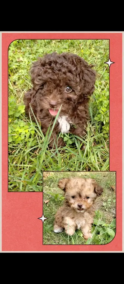 tiny, tiny toy, adorable toy poodle puppies, View more