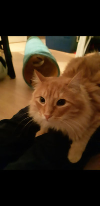 69 Annonces Adoptez Des Chats Et Chatons Dans Levis Animaux Petites Annonces De Kijiji
