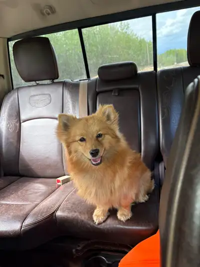 Selling my Pomeranian, she is really sweet house trained, car trained, good with cats and dogs, and...