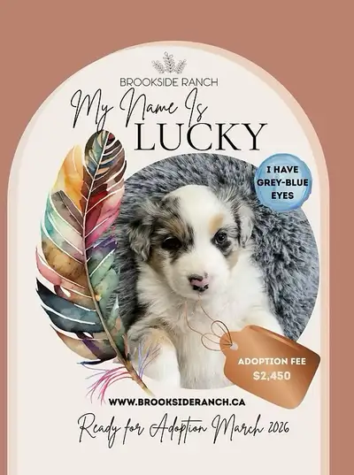 Stunning Australian Shepherd Pups Available, View more