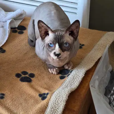 Chat sphynx bambino nain, View more