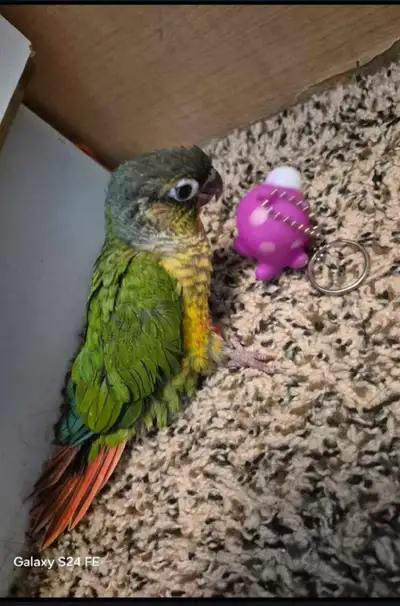 7 weeks baby male conure, View more
