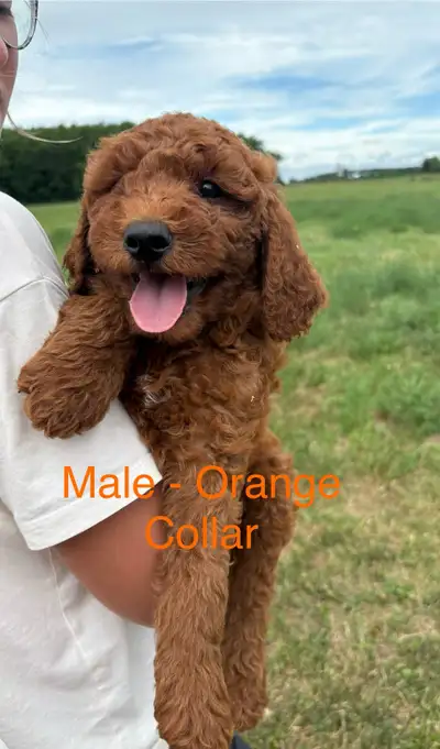 F1b Goldendoodle Puppies, View more