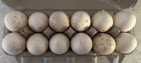 Hatching eggs - Red Bourbon/Royal Palm 