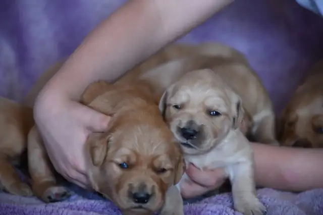 ALL HAVE HOMES Golden Retriever Puppies in Dogs & Puppies for Rehoming in Penticton - Image 6