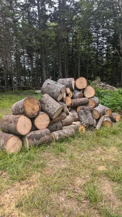 Bonfire wood, View more