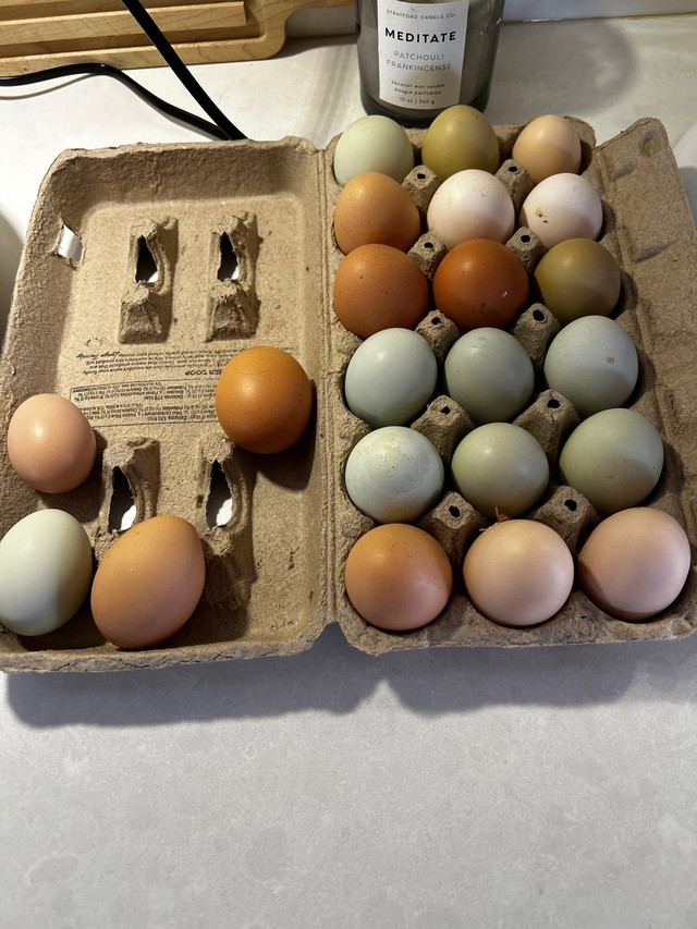 Hatching eggs in Livestock in Oakville / Halton Region