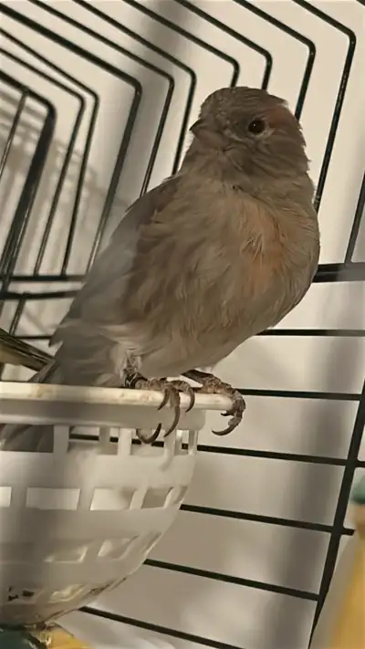 Female canary for sale, View more