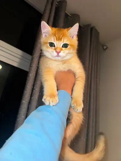 British shorthair golden hair kittin, View more