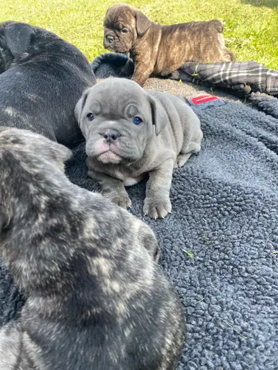 beautiful bulldog puppies, View more