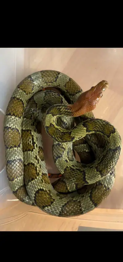 100 flower ratsnake ( 750 2 week sale.), View more