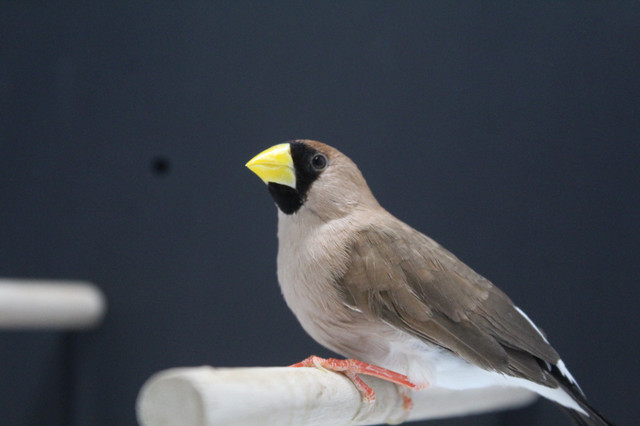 DIAMANT MASQUÉ COUPLE DISPONIBLE dans Oiseaux à adopter  à Ville de Montréal - Image 2