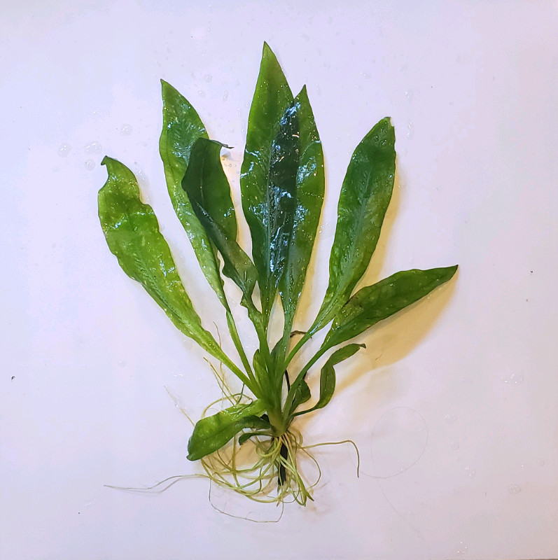 Used, Amazon sword plant for sale  