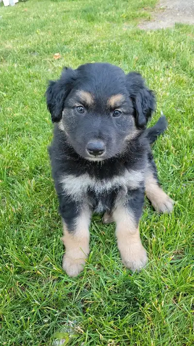 Our dogs have have a beautiful litter of Male puppies. Complete vaccinations. They are available unt...