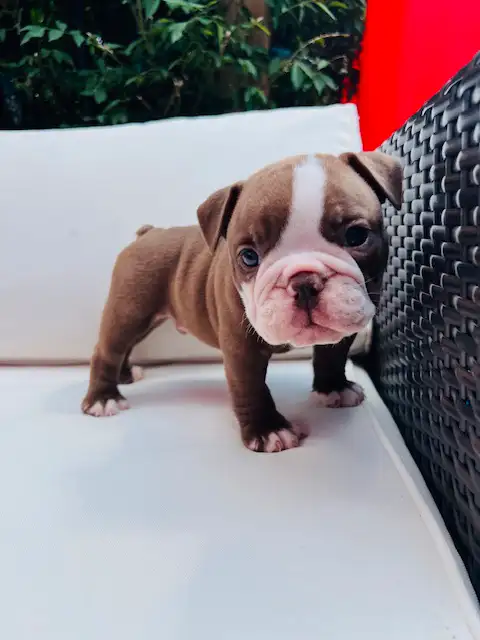 Male Olde English Bulldog in Dogs & Puppies for Rehoming in City of Toronto - Image 7