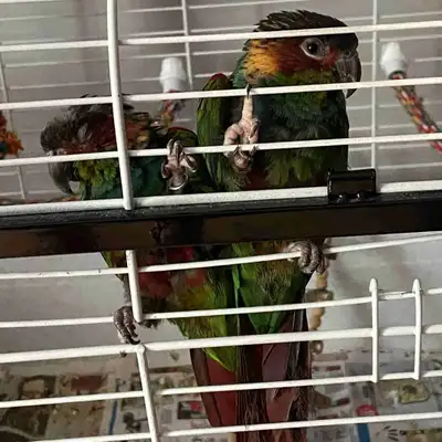 couple de conure à gorge bleu 7 ans , View more