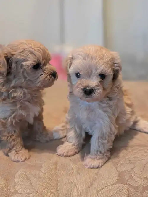 Willow had 5 absolutely beautiful little puppies, 3 boys and 2 girls! They were born March 20th, 202...