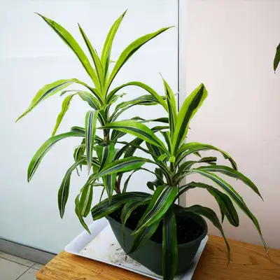 Indoor plant: Dracaena Warneckii Lemon Lime 2 plants in 1 pot, View more