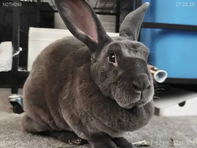 3 Year Old F Rex Rabbit Looking to Rehome, View more