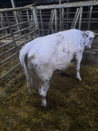 belgian blue heifer for sale
