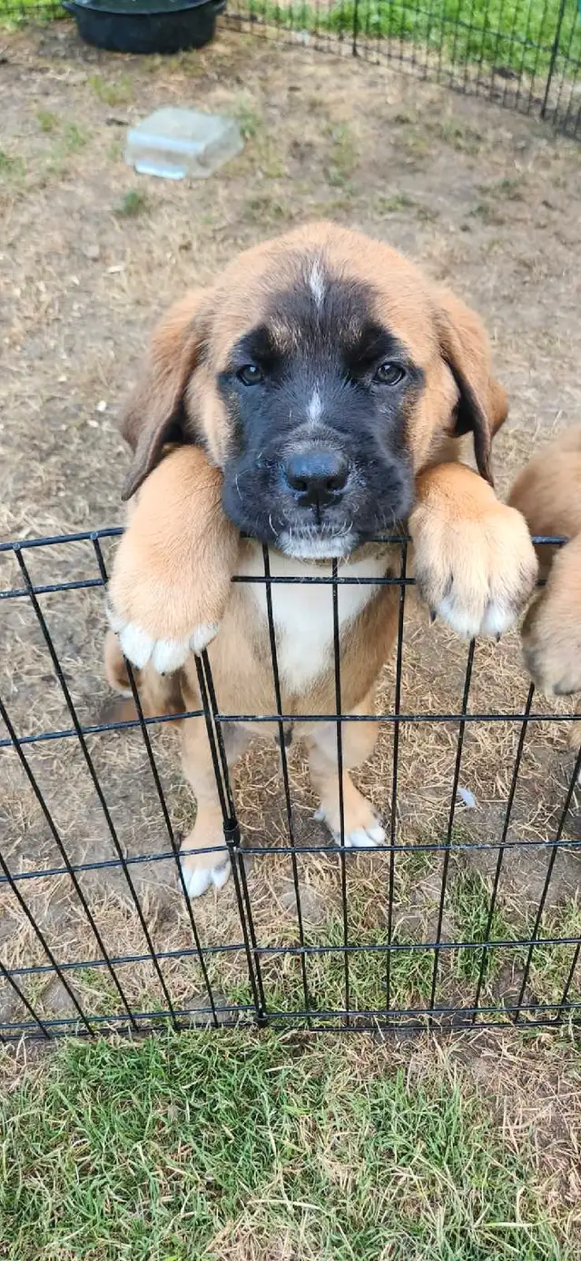 english mastiff puppies in Dogs & Puppies for Rehoming in London - Image 9