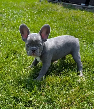 Bouledogue Français Chiots, View more