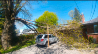 ***Best rates in the gta*** tree removal, trimming, storm damage