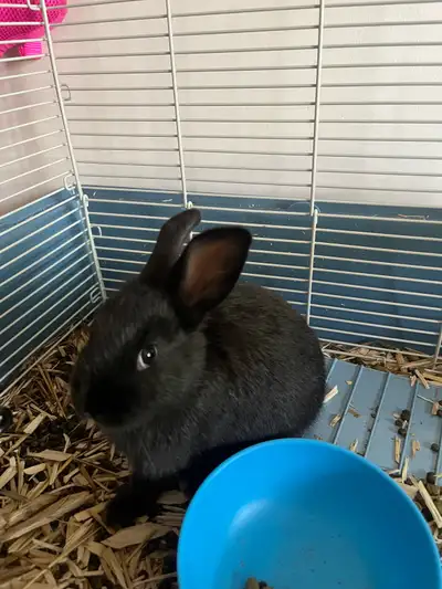 Flemish giant/ New Zealand baby bunnies, View more