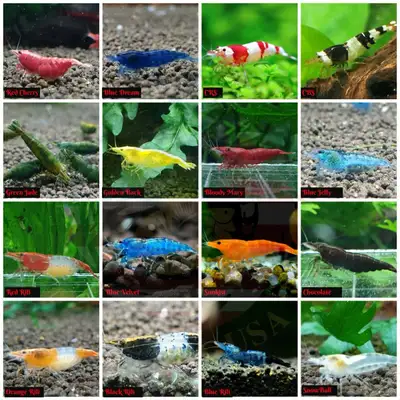 looking 4 neocaridina shrimp!, View more