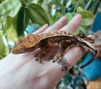 Possible female juvie crested gecko