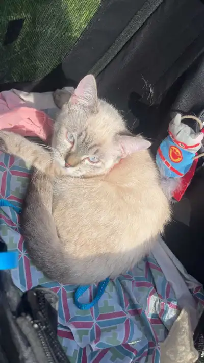 FEMALE LYNX POINT SIAMESE , View more