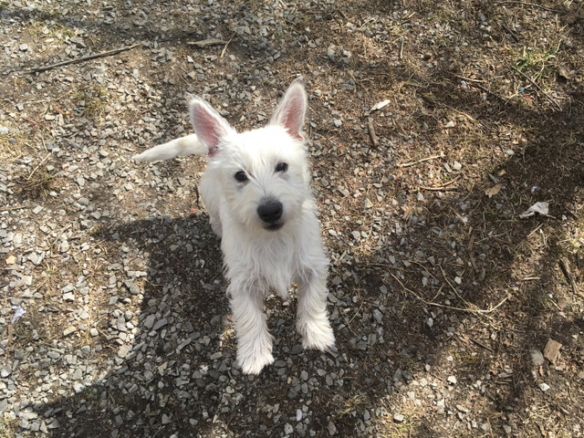 Purebred west highland terriers in Dogs & Puppies for Rehoming in Kingston - Image 3