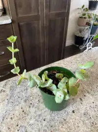 Succulent for sale