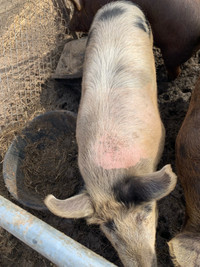 Duroc/ Berkshire butcher pigs -LAST ONE AVAILABLE!