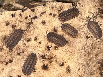 isopod pricelist, View more